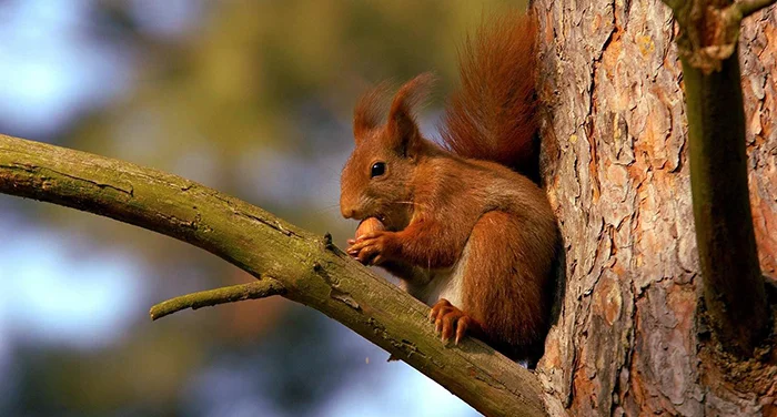 Soirées en Nature - Un écureuil manger une noix sur une branche d'arbre