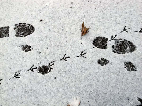Mentorat Individuel - Des traces de pas suivent un chemin dans la neige